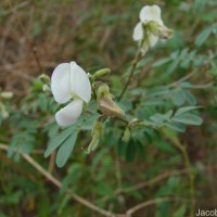 Tephrosia villosa (L.) Pers.